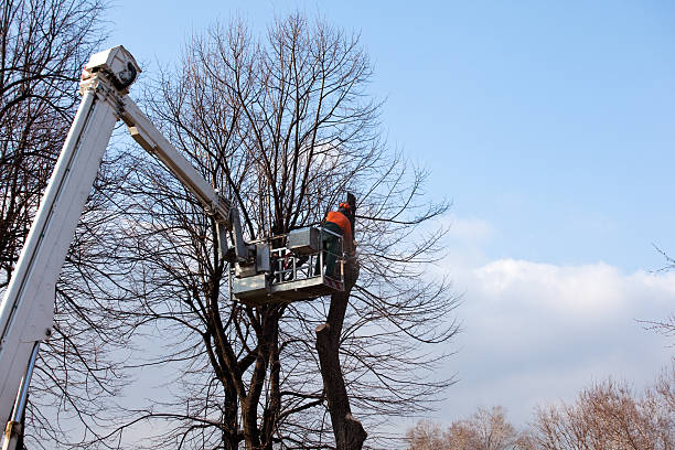 How Our Tree Care Process Works  in  Flower Hill, NY